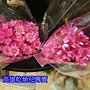 小星花乾燥花哪裡買