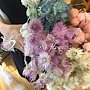 旱雪蓮_推薦高雄乾燥花
