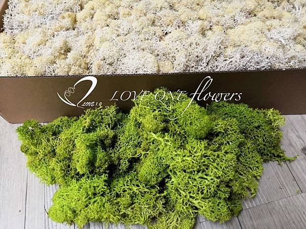MOSS苔癬_高雄乾燥花-2019