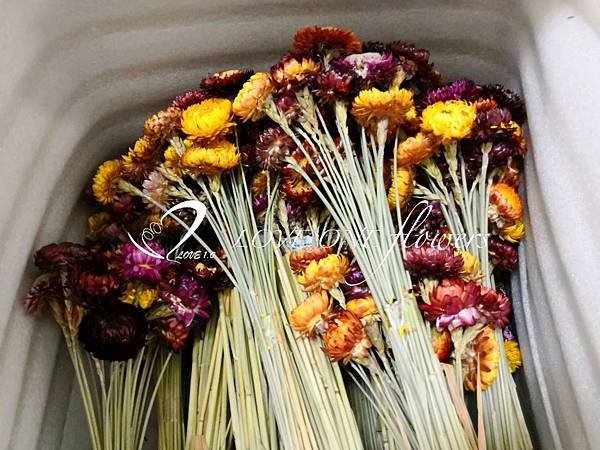 乾燥麥稈菊_高雄乾花-2019