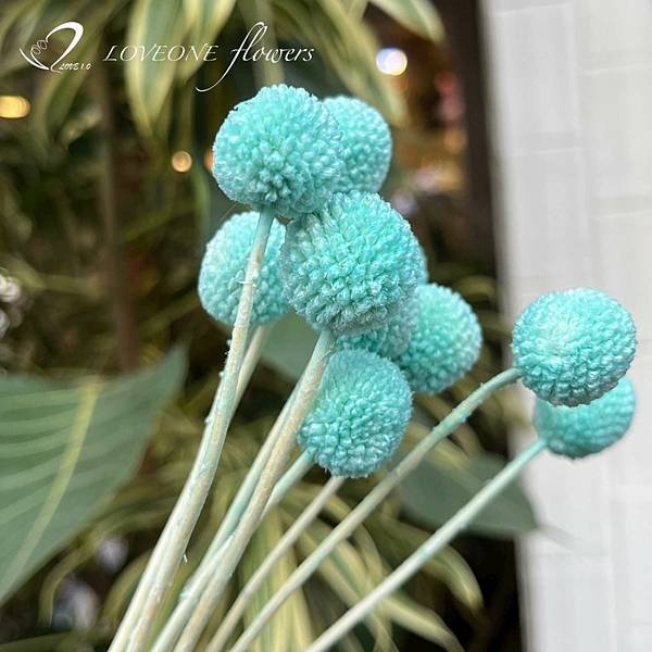 天藍色金杖球_愛意花坊_高雄乾燥花_乾燥花專賣_loveoneflowers_新花材-2022.jpg