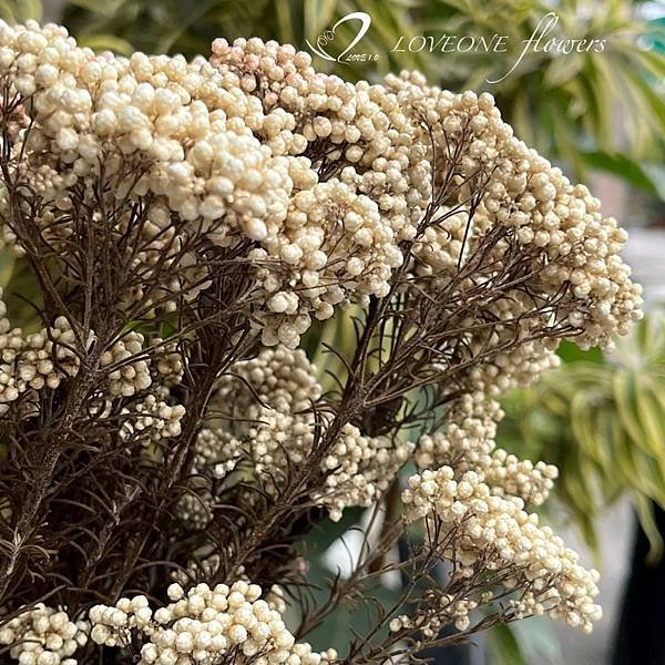 米香_愛意花坊_高雄乾燥花_乾燥花專賣_loveoneflowers_新花材-2022.jpg
