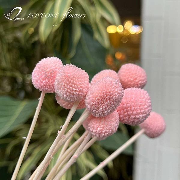 粉色金杖球_愛意花坊_高雄乾燥花_乾燥花專賣_loveoneflowers_新花材-2022.jpg