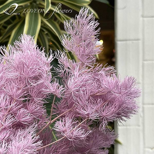 紫色蓬萊松_愛意花坊_高雄乾燥花_乾燥花專賣_loveoneflowers_新花材-2022.jpg