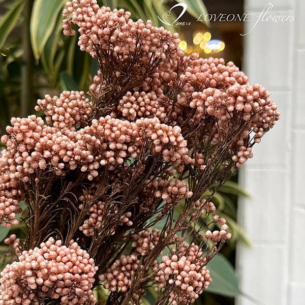 淺粉米香_愛意花坊_高雄乾燥花_乾燥花專賣_loveoneflowers_新花材-2022.jpg