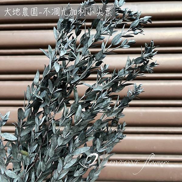 聖誕葉材推薦_尤加利尖葉-01-01.jpg