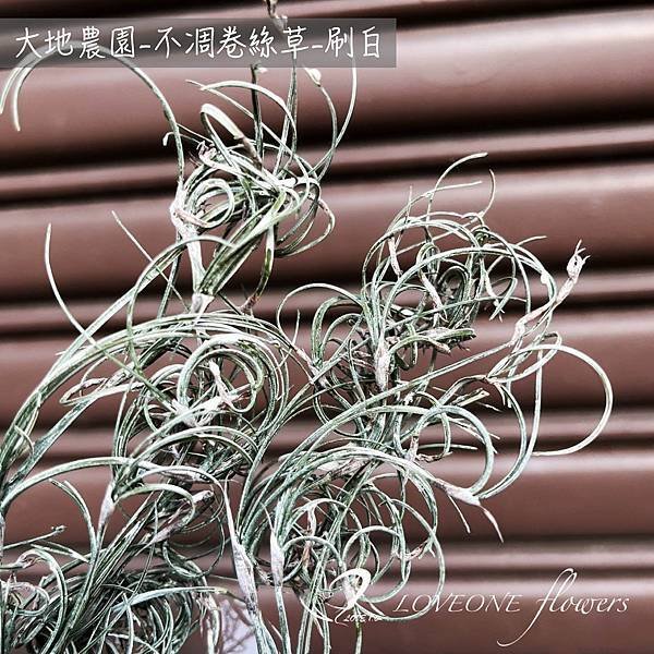 聖誕葉材推薦_刷白卷絲-01.jpg