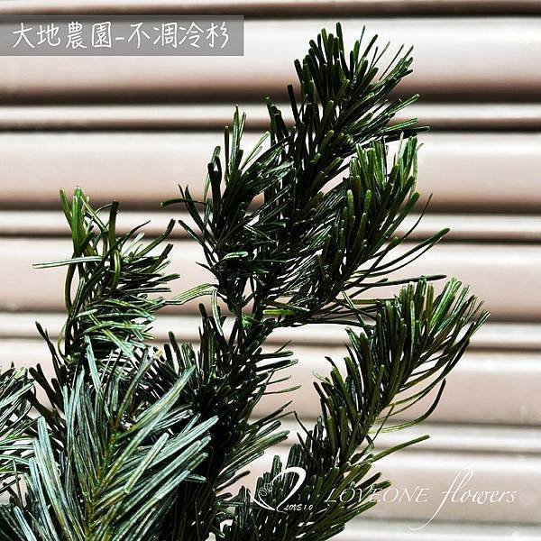 聖誕葉材推薦_冷杉-01.jpg