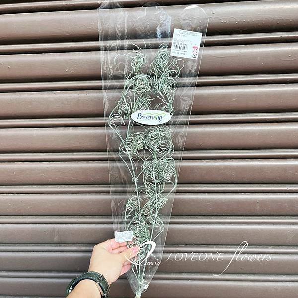 聖誕葉材推薦_卷絲草-2.jpg