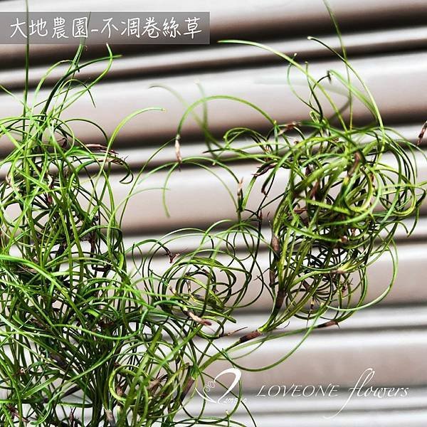 聖誕葉材推薦_卷絲草-01.jpg
