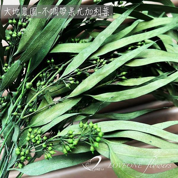 聖誕葉材推薦_帶果尤加利葉-01.jpg