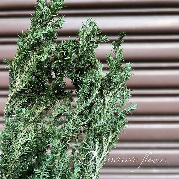 聖誕葉材推薦_雪松-淺.jpg