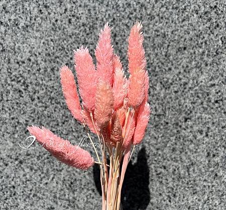 加那利_麥穗_八角花_乾燥花材-12.jpg