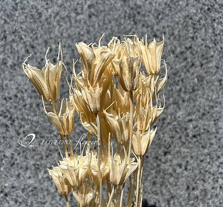 加那利_麥穗_八角花_乾燥花材-17.jpg