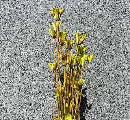 加那利_麥穗_八角花_乾燥花材-14.jpg
