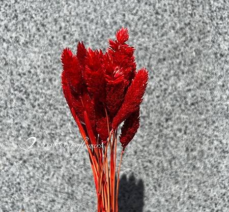 加那利_麥穗_八角花_乾燥花材-10.jpg