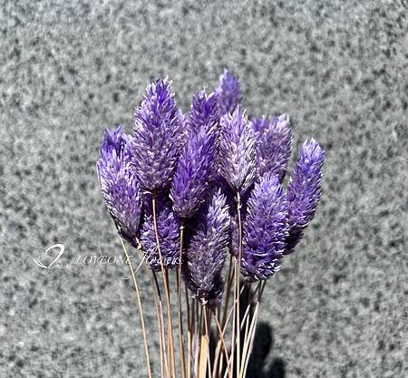 加那利_麥穗_八角花_乾燥花材-9.jpg