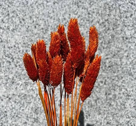 加那利_麥穗_八角花_乾燥花材-7.jpg