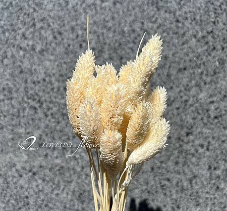 加那利_麥穗_八角花_乾燥花材-8.jpg