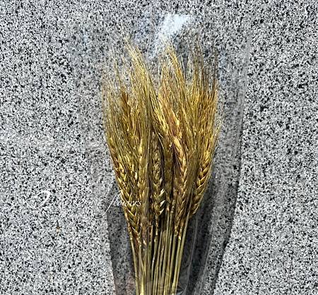 加那利_麥穗_八角花_乾燥花材-5.jpg