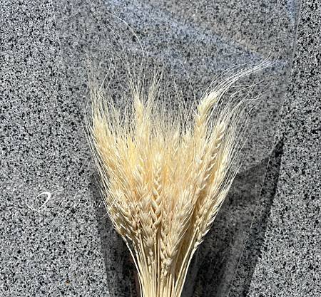 加那利_麥穗_八角花_乾燥花材-3.jpg