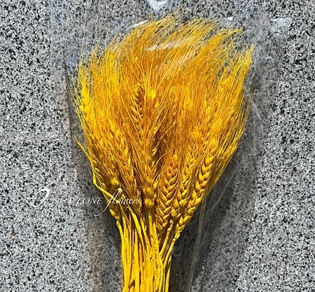 加那利_麥穗_八角花_乾燥花材-2.jpg