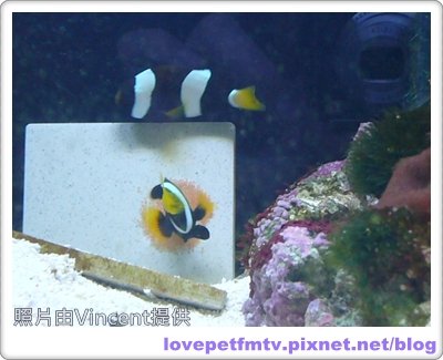 09 09.小丑魚顧卵2.JPG