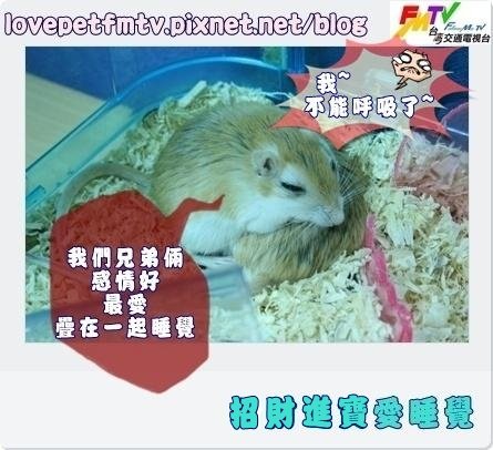 昭財進寶愛睡覺2.JPG