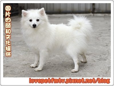 日本狐狸.jpg