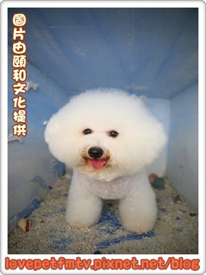 比熊.jpg