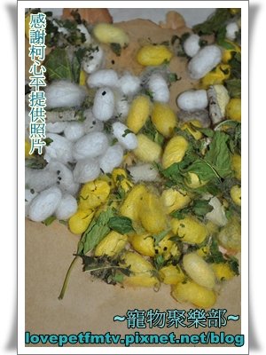23網誌用.JPG