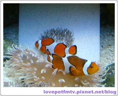 10 10.小丑魚顧卵3.JPG