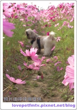 14 10.2009年01月_美濃花海.jpg