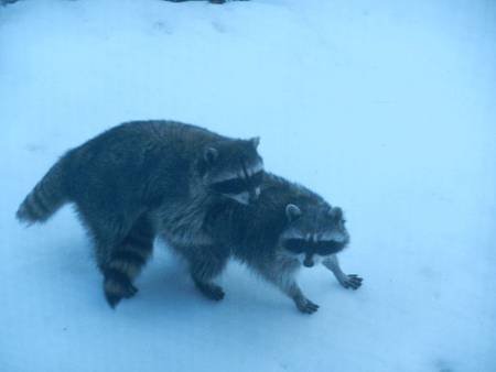 Feb252012 Raccoon Style