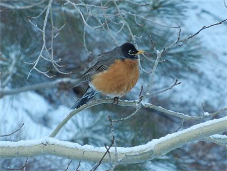 Mar232012 american robin