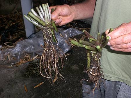 Jun112009 wasabi roots