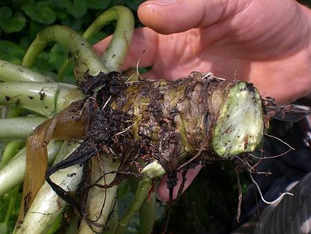 Jun122009 wasabi root close-up