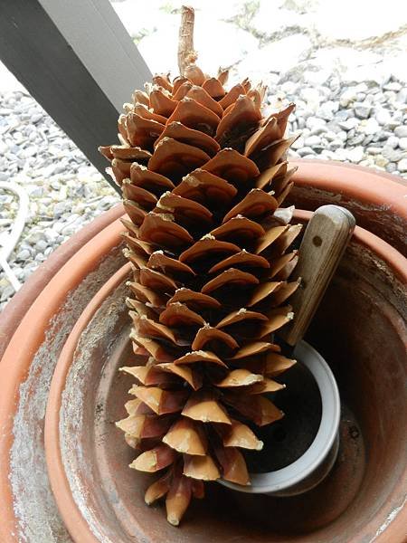 May262014 sugar pine cone