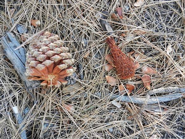 Nov292013 eaten pine cone