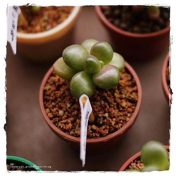 005 圓葉耳墜草 110128.JPG