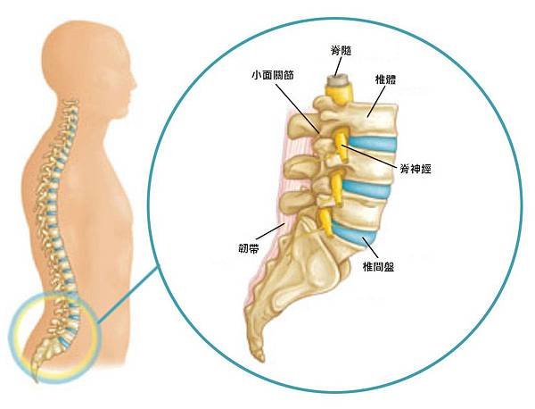 Lumbar disc