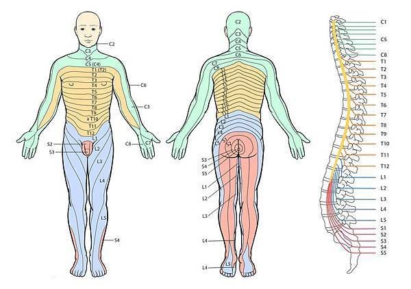 Dermatome.jpg