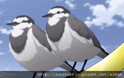 鳥.jpg