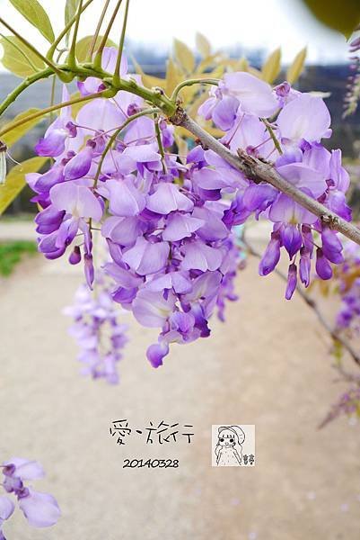 P1180697-1.jpg