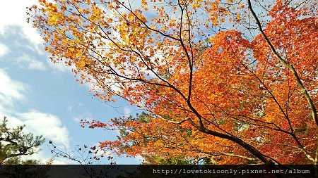 WP_20151124_09_16_57_Pro