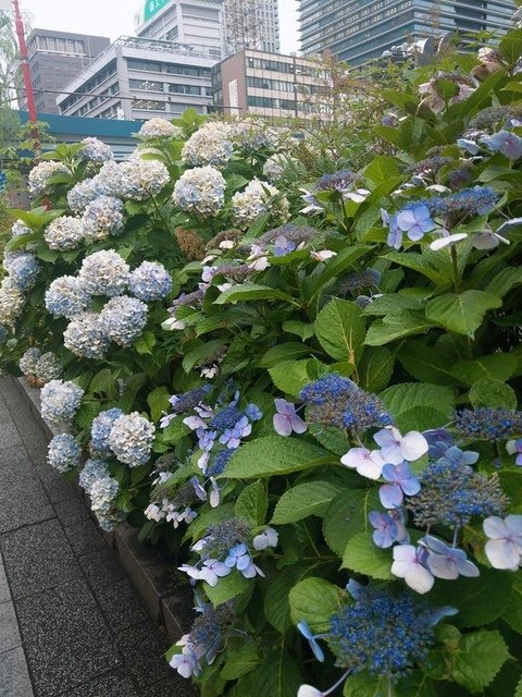 銀座散步到東京車站路邊的繡球花 - Hello JaPaN