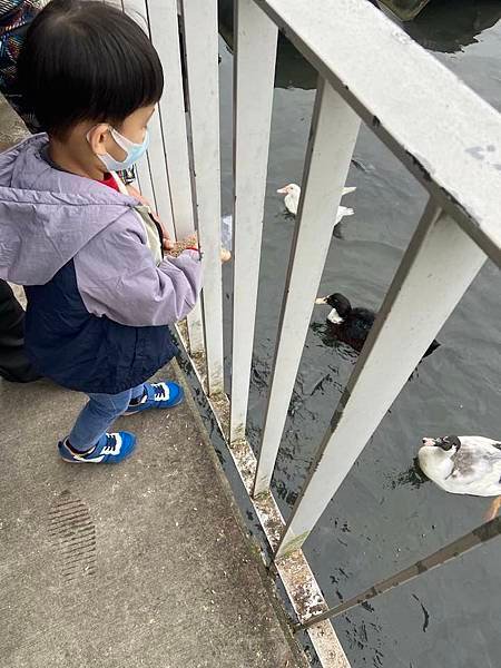 【宜蘭。親子景點】甲鳥園（複合式養鴨農場）