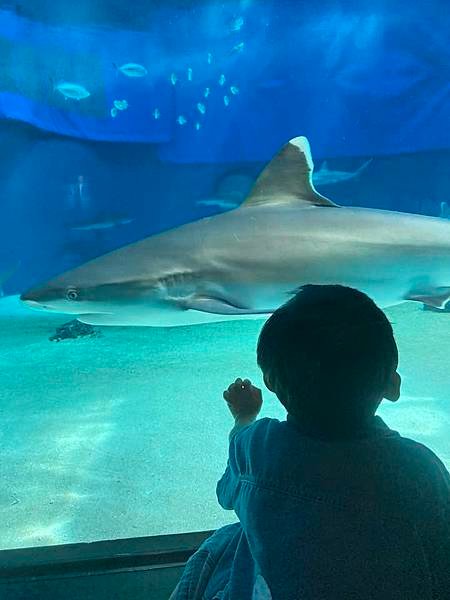 【沖繩景點】世界上最大的水族館之一。沖繩美麗海水族館