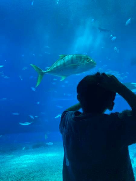 【沖繩景點】世界上最大的水族館之一。沖繩美麗海水族館