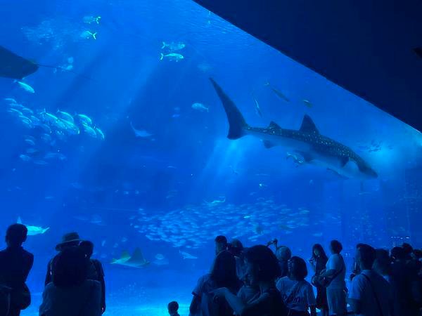 【沖繩景點】世界上最大的水族館之一。沖繩美麗海水族館